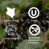 products/Blueberry4_33e0e46b-24bf-4ab0-8d43-8582431214bd.jpg