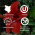 products/HIBISCUS4.jpg